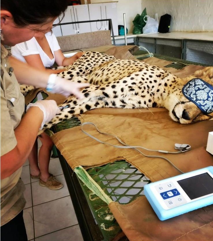 Volunteers giving medical assistance to cheetah in Naankuse SA